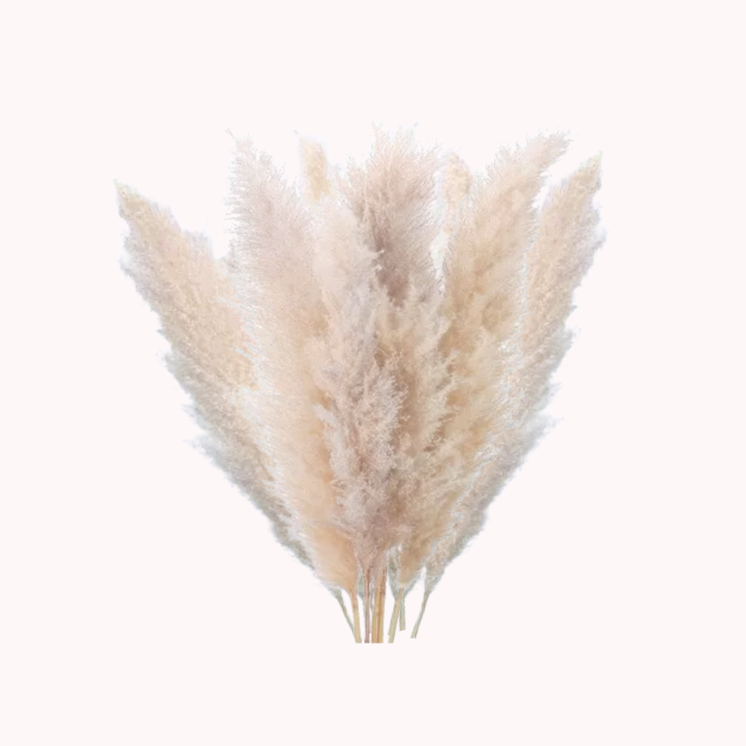 Bela Dried Pampas Grass Bouquet | 10 XL Stems, Natural Elegance