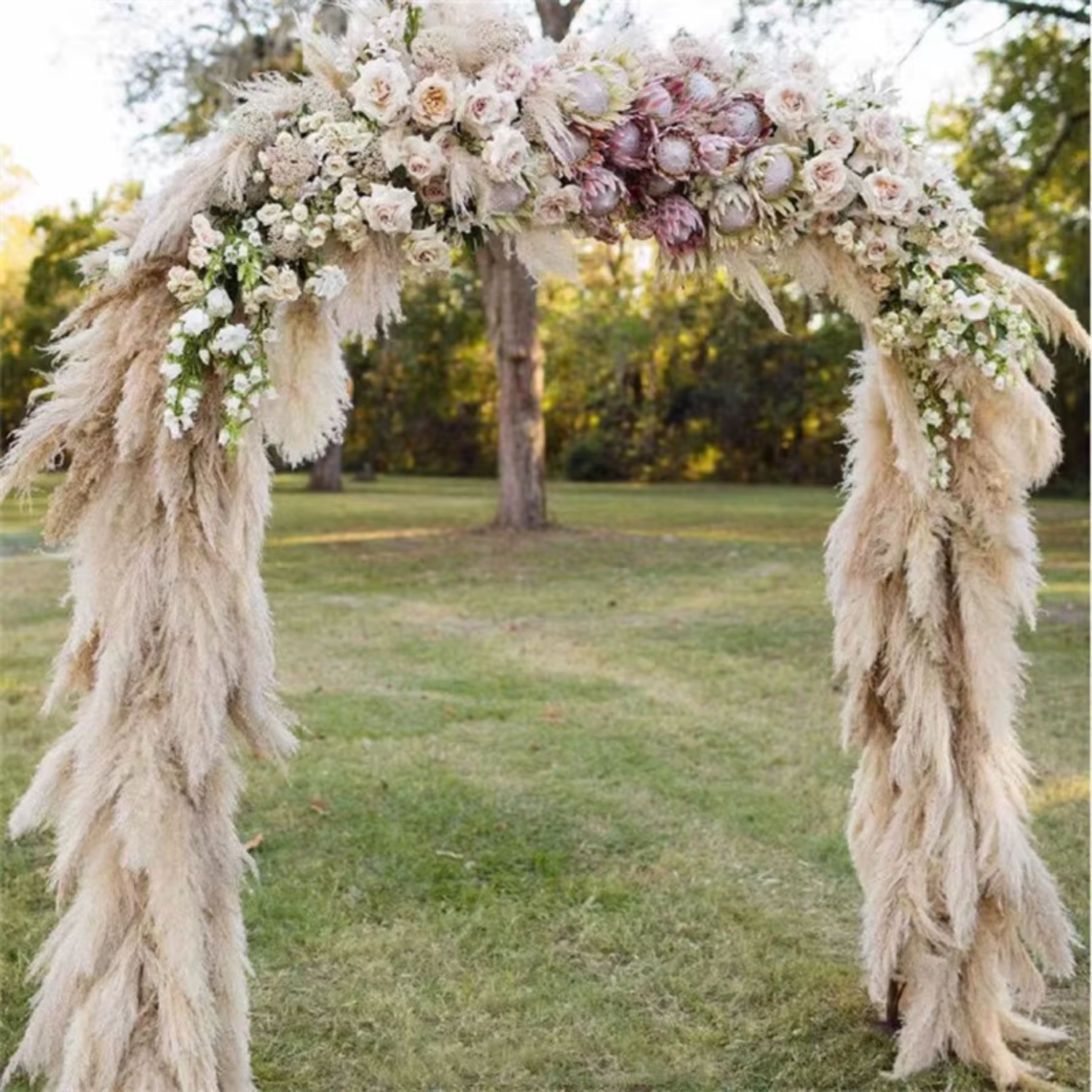 Bela Dried Pampas Grass Bouquet | 10 XL Stems, Natural Elegance