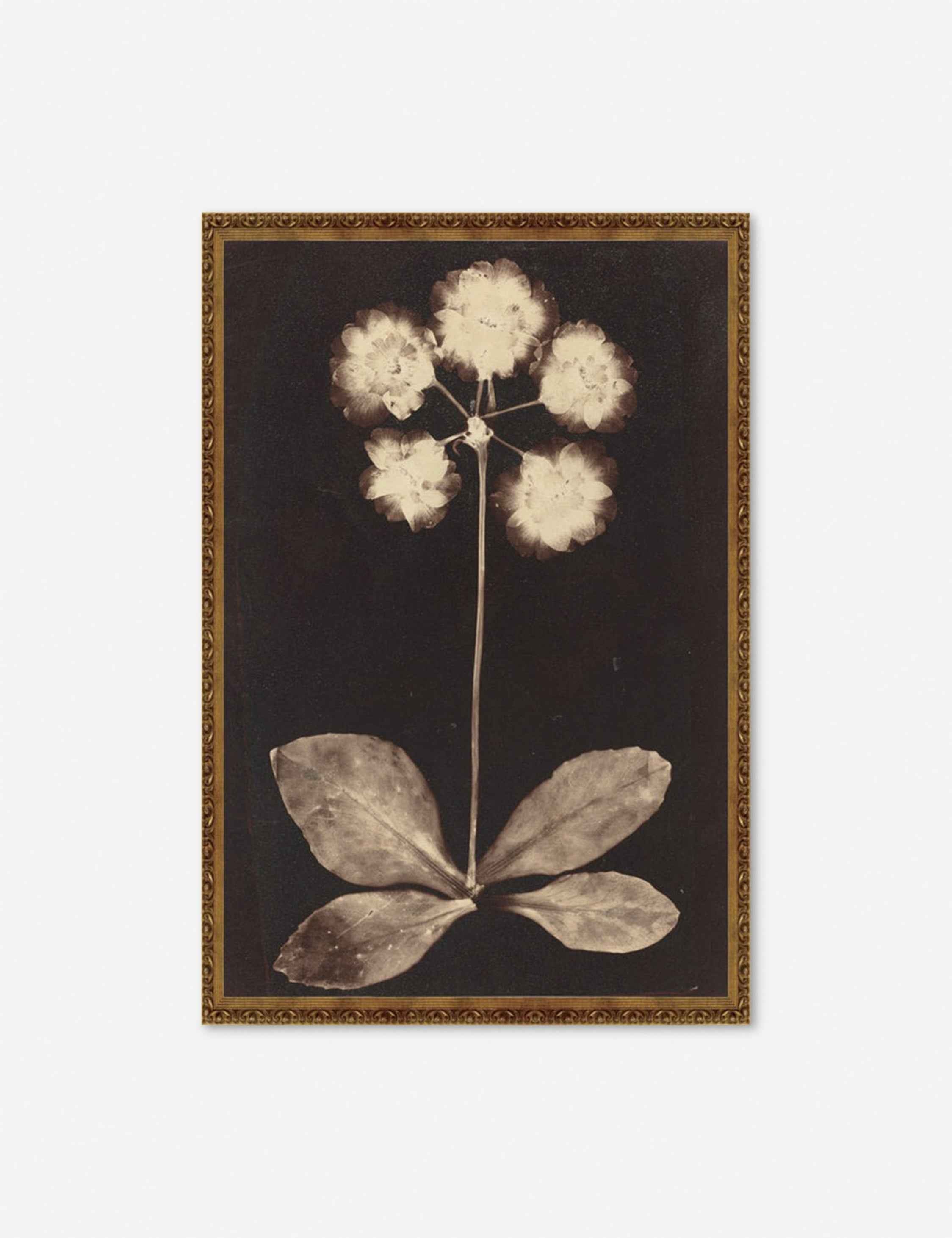 Botanical Photogram Print