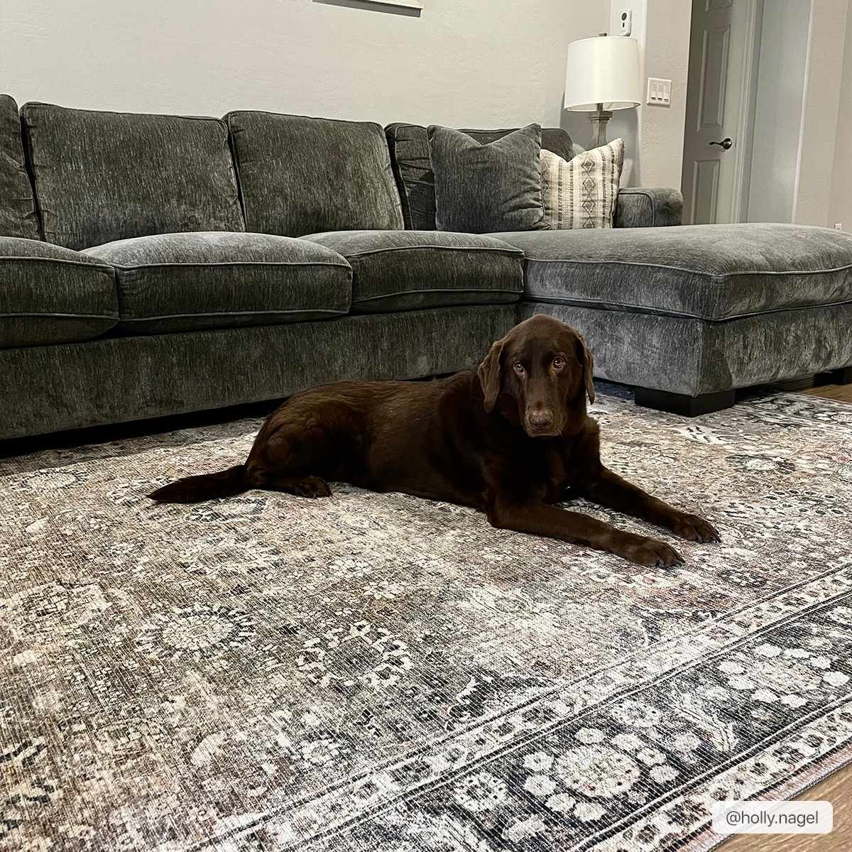 Gryo Washable Rug  Machine Woven, Pet Friendly, Traditional Style