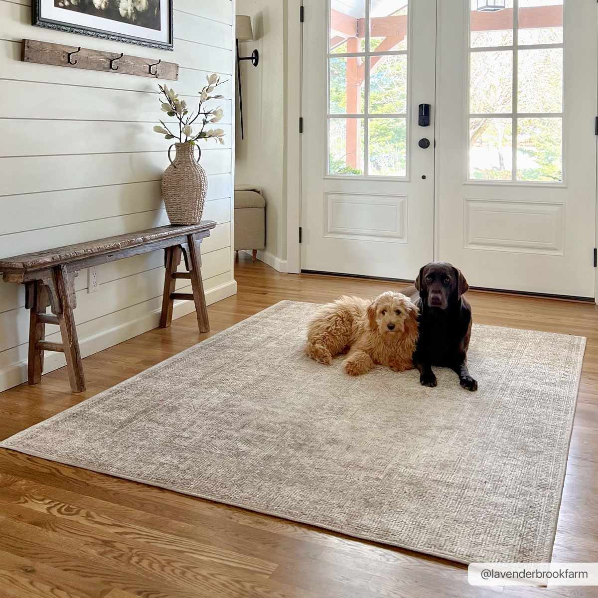 Bela Area Rug  Machine Woven  Medium Pile, 100% Polyester