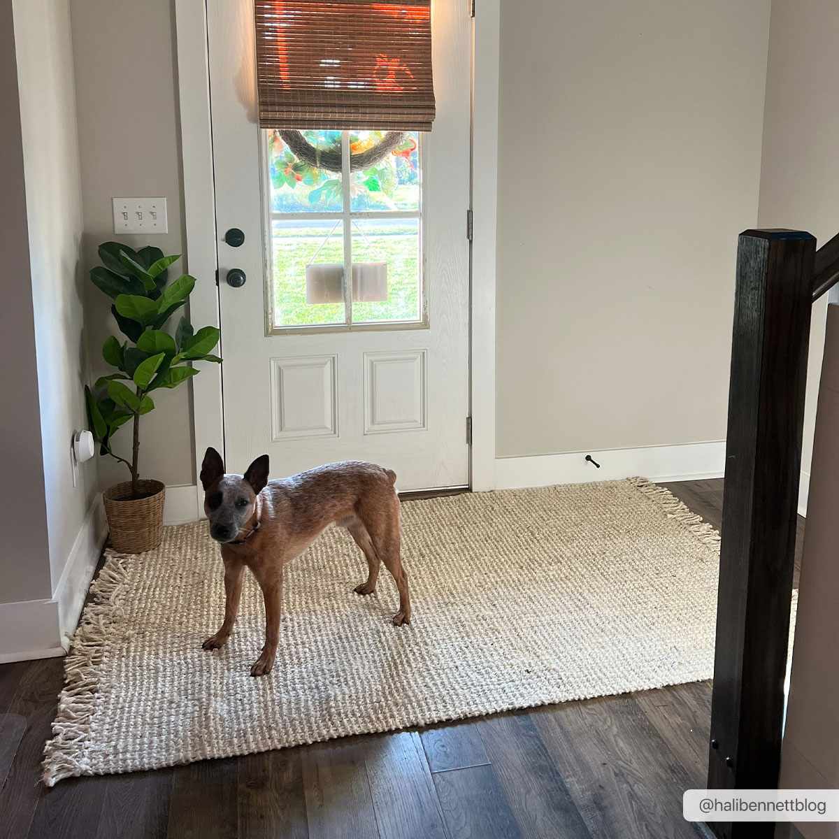 Bela Jute Rug  Hand Woven  Cream Color  Medium Pile