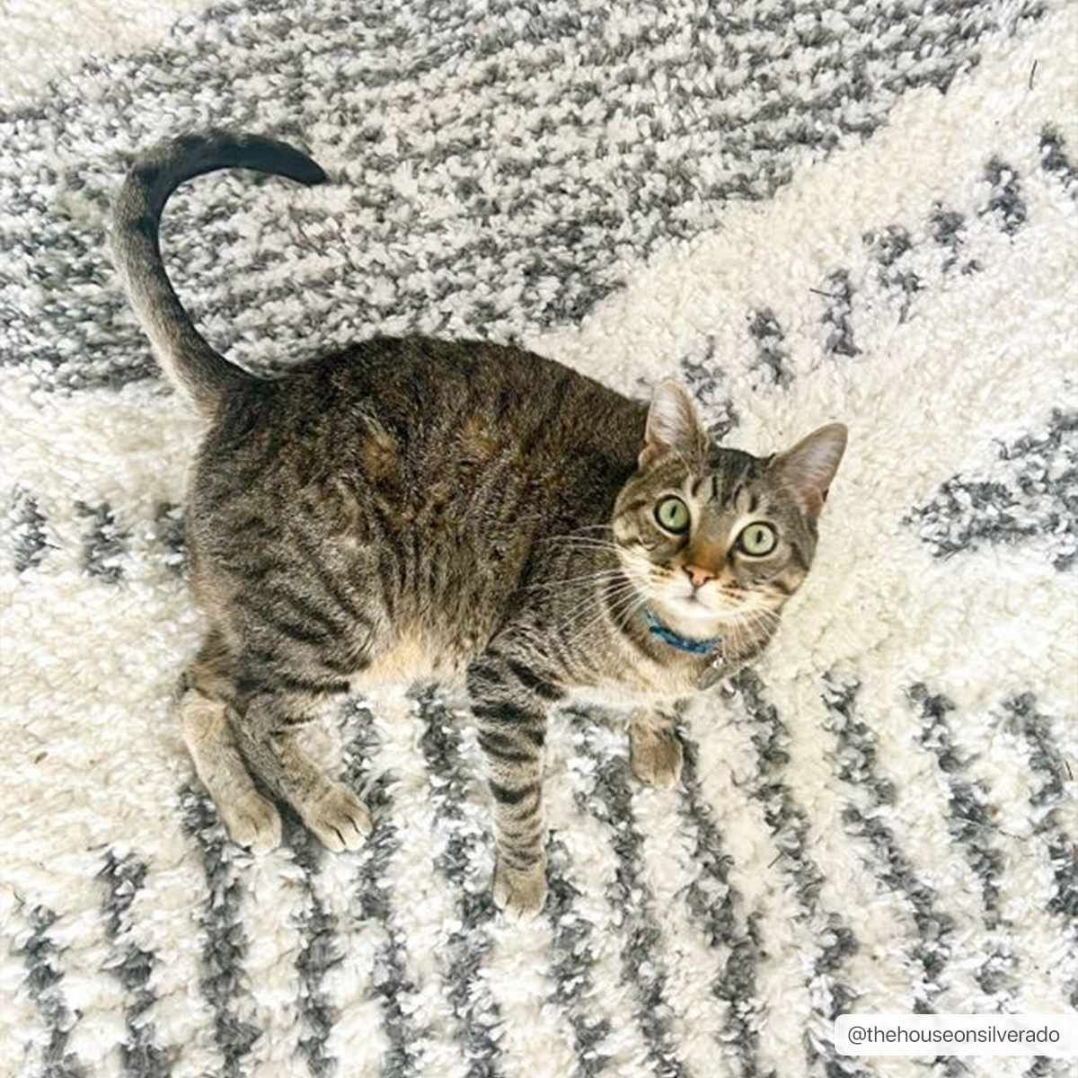 Trundo Plush Area Rug  Machine Woven  Transitional Bohemian
